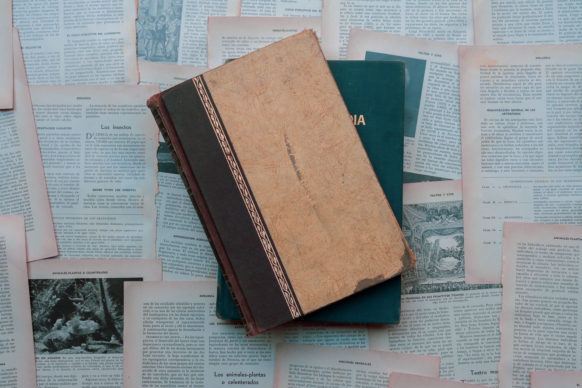 A collection of vintage books and pages laid out artistically, evoking history and literature.